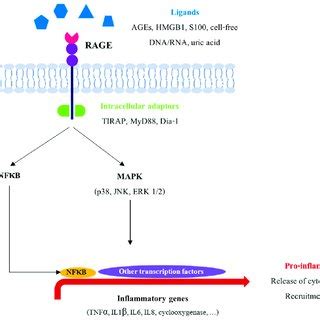 Rage Signaling Pathway Following The Binding Of Its Ligands Rage Can