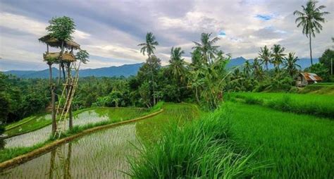 Kampung Unik Di Bali Singgah Ke Desa Sudaji Yang Subur Tempat Terbaik