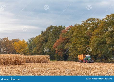 Raccolta Dei Cereali In Autunno Nei Paesi Bassi Immagine Stock