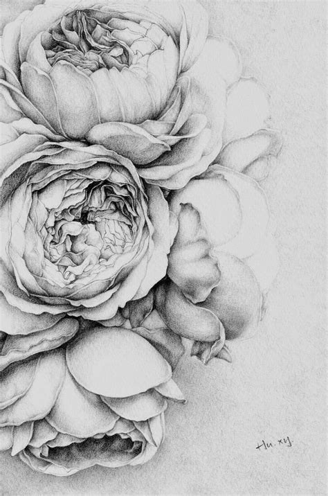 Lynn Dolman Botanical Original Pencil Drawing Flower Tall Bearded