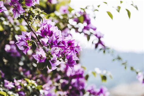 Red Bougainvillea Creeper At A House Facade Stock Image Image Of