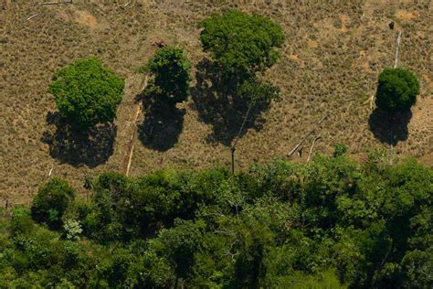 Desmatamento cresceu 20 em 2021 e afetou todos os biomas do país