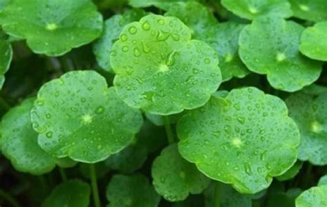 Centella asiatica proprietà benefiche e controindicazioni NaturaPerTe