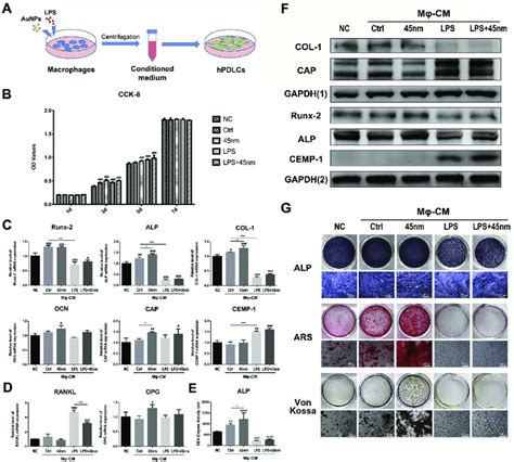 Aunps Slightly Promote The Osteogenic And Cementogenic Differentiation