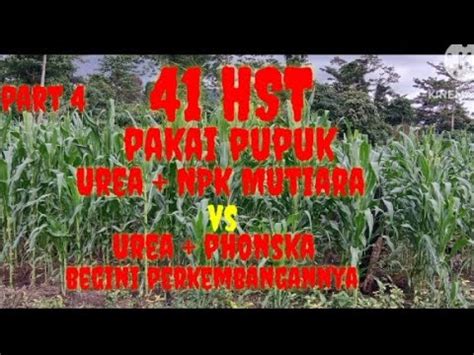 Hst Pakai Pupuk Urea Npk Mutiara Vs Urea Phonska Unggul Mana