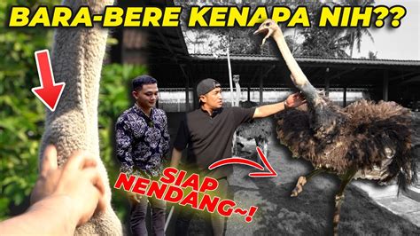 Jenguk Burung Unta Mas Hermawan Setia Farm Makan Benda Asing