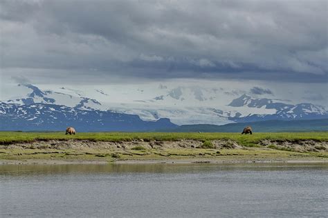 Katmai Bears Photograph by Deborah Korzen - Fine Art America