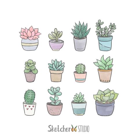 Succulents Clipart Hand Drawn Digital Images Png Cactus Succulent