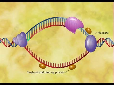 Dna Replication Animation