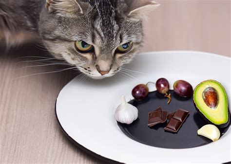 Aliments Toxiques Pour Votre Chat Quels Sont Ils