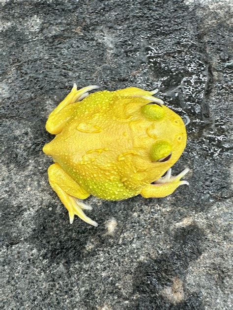 Pacman Frog Super Pikachu