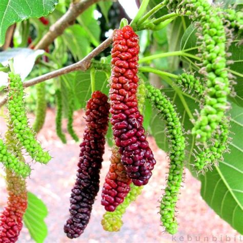 4 REASONS WHY YOU SHOULD PLANT YOUR OWN FRUIT TREES – Malaysia Online ...