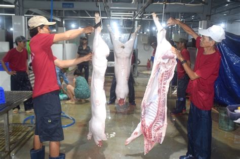 Centralized Slaughterhouses A Necessity In Binh Dinh Province