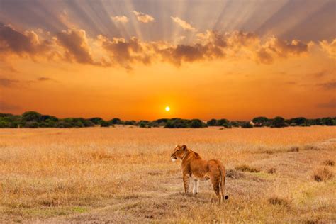 32,293 BEST Savanna Sunset IMAGES, STOCK PHOTOS & VECTORS | Adobe Stock