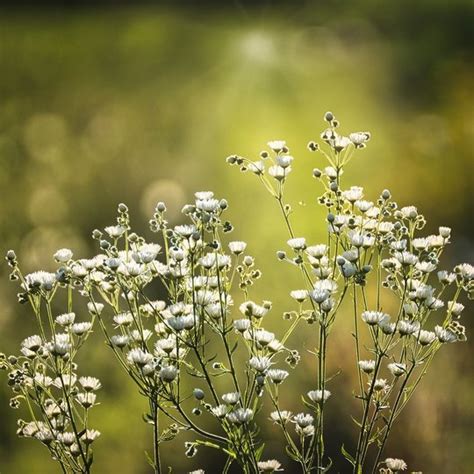 Gipskruid Covent Garden Gypsophila Elegans Mrs Seeds Graszaaddirect