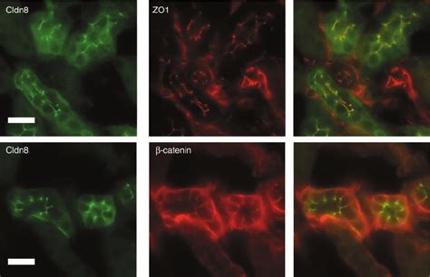 Subcellular Localization Of Claudin 8 Cldn8 In Tubule Epithelial