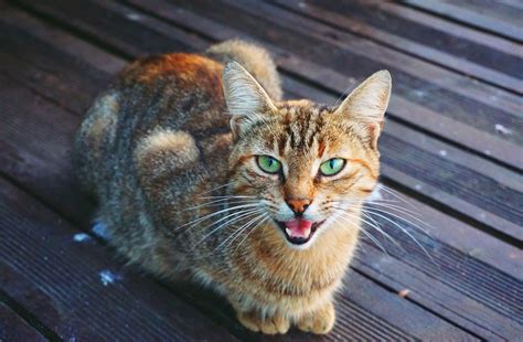 Why Do Cats Meow Yowl 10 Vet Approved Reasons Behind The Behavior