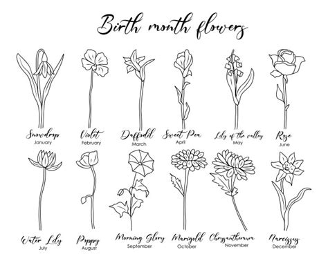 Birth Month Flowers Set Of Floral Line Art Vector Image