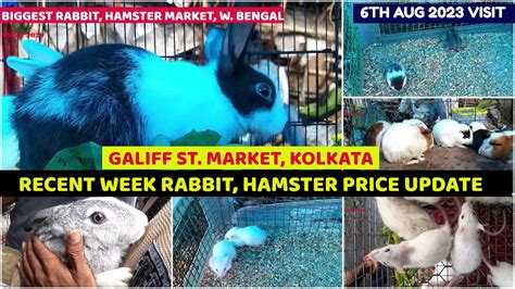 Recent Week Rabbit Hamster Rat Price Galiff Street Cheapest Pet