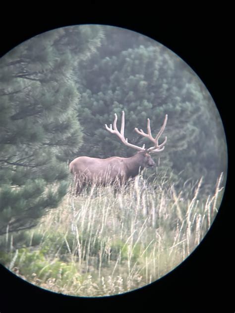 Are These Wide Spreading Antlers On Elk Rare Relkhunting