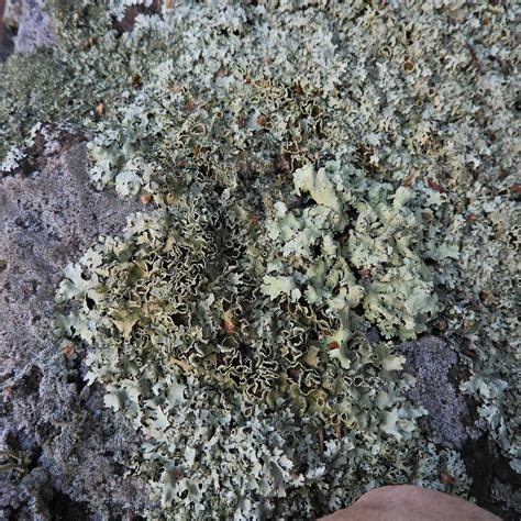 Xanthoparmelia Hypofusca Lichens Of The U S A Pt Inaturalist