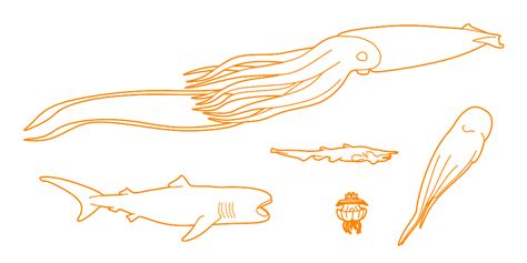 Deep Sea Creatures Dimensions And Drawings