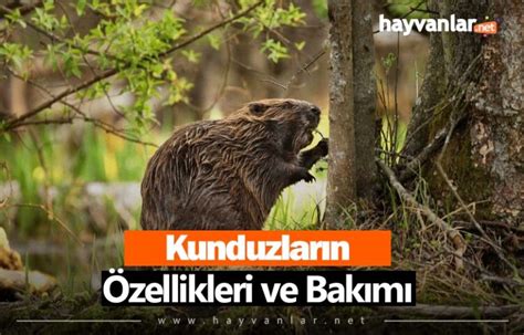 Kunduz Özellikleri ve Bakımı Hayvanlar net