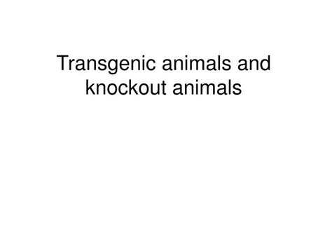 Ppt Transgenic Animals And Knockout Animals Powerpoint Presentation