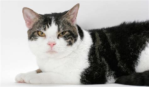 Black And White Tabby Cats