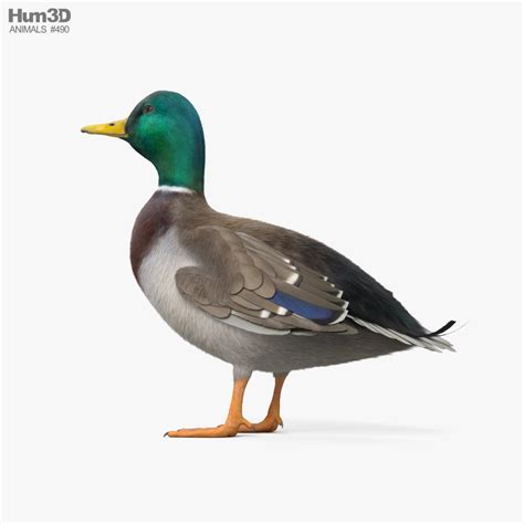 Mallard Duck 3d Model Download Birds On