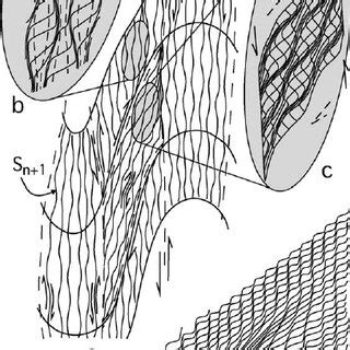 Model of crenulation cleavage (S n þ 1 ) development during folding by ...