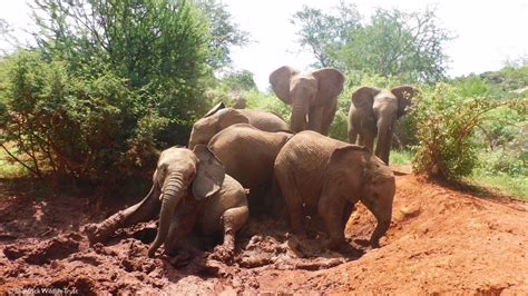 Sheldrick Wildlife Trust On Twitter Elephant Etiquette Often Goes Out