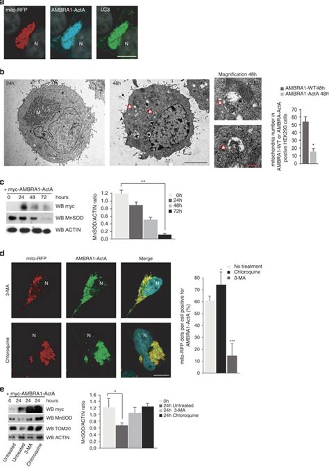 AMBRA1ActA Induces Mitophagy In HEK293 Cells A HEK293 Cells Were