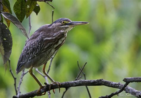 Striated Heron Centrala Peru Fågelbilder Från Utlandsresor