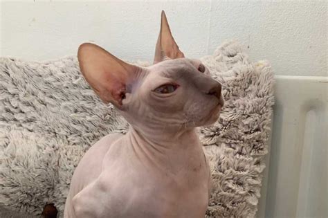 Herplaatst Lilac Point Cornish Rex Poes Honey Van 3 Jaar Cattery Rex