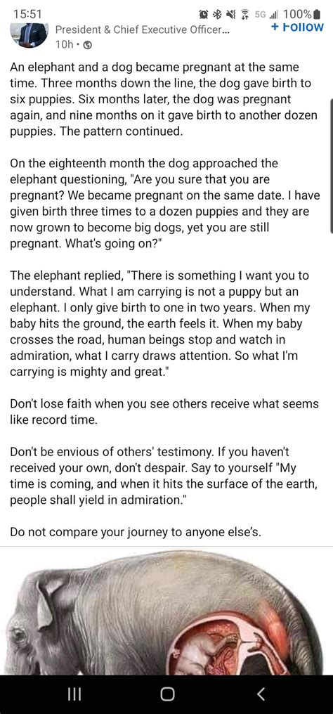 Elephant 🐘 Pregnancy! 🤣 : r/LinkedInLunatics