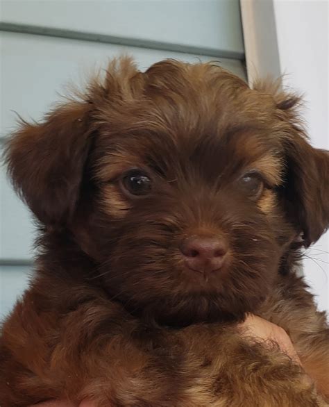 Yorkiepoo Puppies For Sale Redding Ca Petzlover