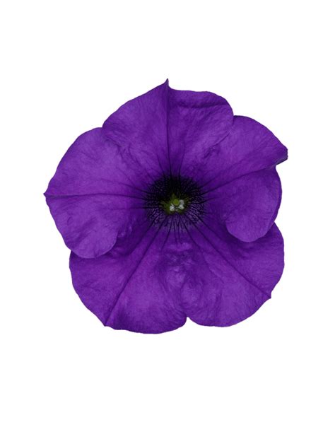 Surfinia® Purple The No1 Petunia Brand Colors Your City