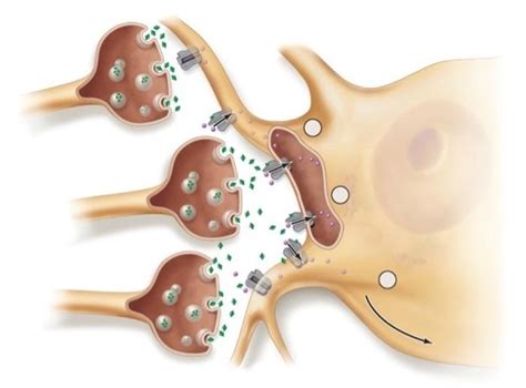 Solved 1. On the model, label the presynaptic cell and | Chegg.com