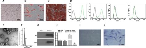 Identification Of Bmscs Bmsc‐exos And Osteoblasts A Observation Of Download Scientific