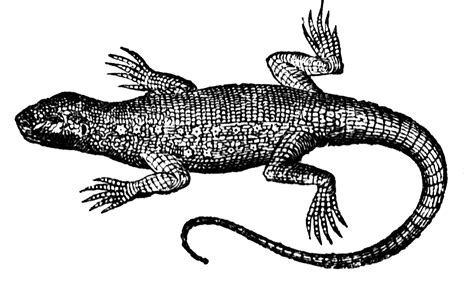 Lizard | ClipArt ETC