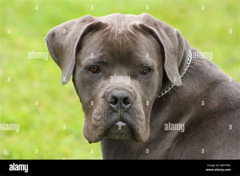 Blue Cane Corso Full Grown