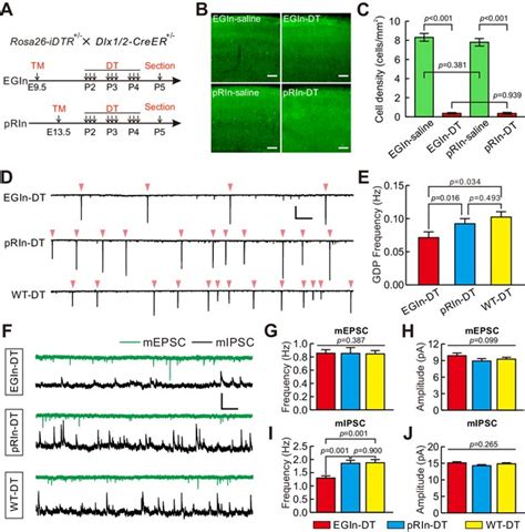 Figures And Data In Early Generated Interneurons Regulate Neuronal