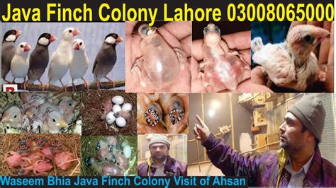 Finches Colony Update New Java Finches In My Colony 2021 Finch Breeding