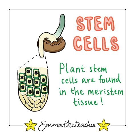 🌱 The meristem tissue is found in the roots and shoots of plants and contains stem cells. Here ...