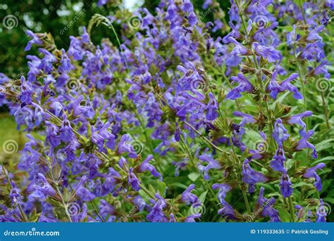 The Common Sage, Salvia Officinalis. Royalty-Free Stock Image ...