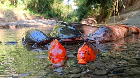 Menemukan Ikan Lele Besar Di Sungai Ikan Gabus Ikan Koi Ikan Hias