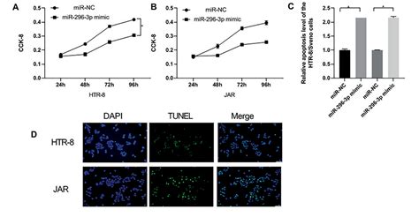 Figure From Mir P Promotes The Development And Progression Of