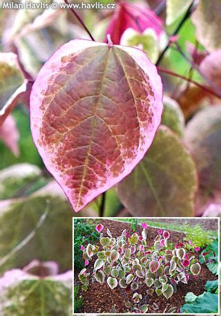 Cercis Canadensis Nccc Carolina Sweetheart Havlis Cz