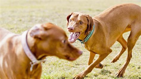 Hunde In Der Pubert T Dauer Und Anzeichen